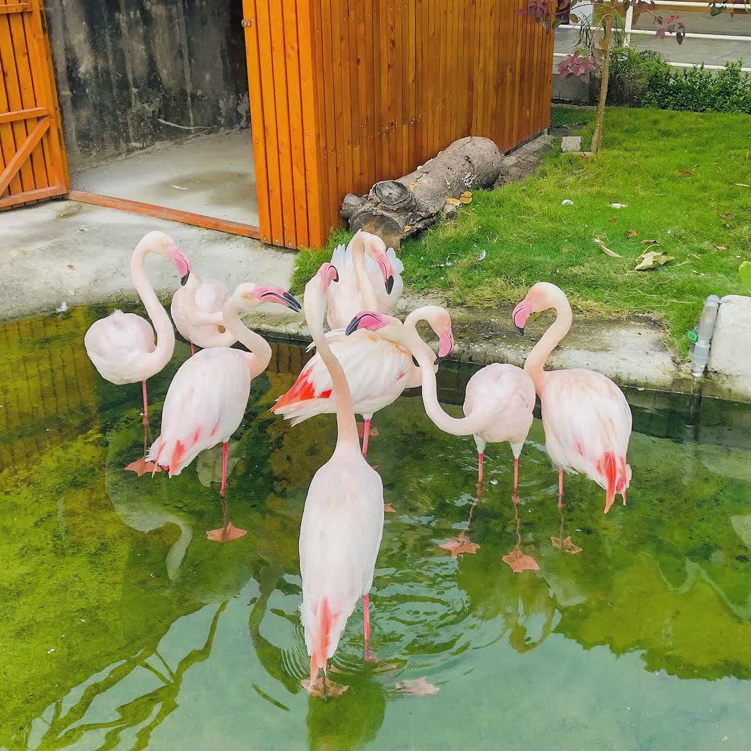 三隻小豬觀光農場 | 去趣 chicTrip