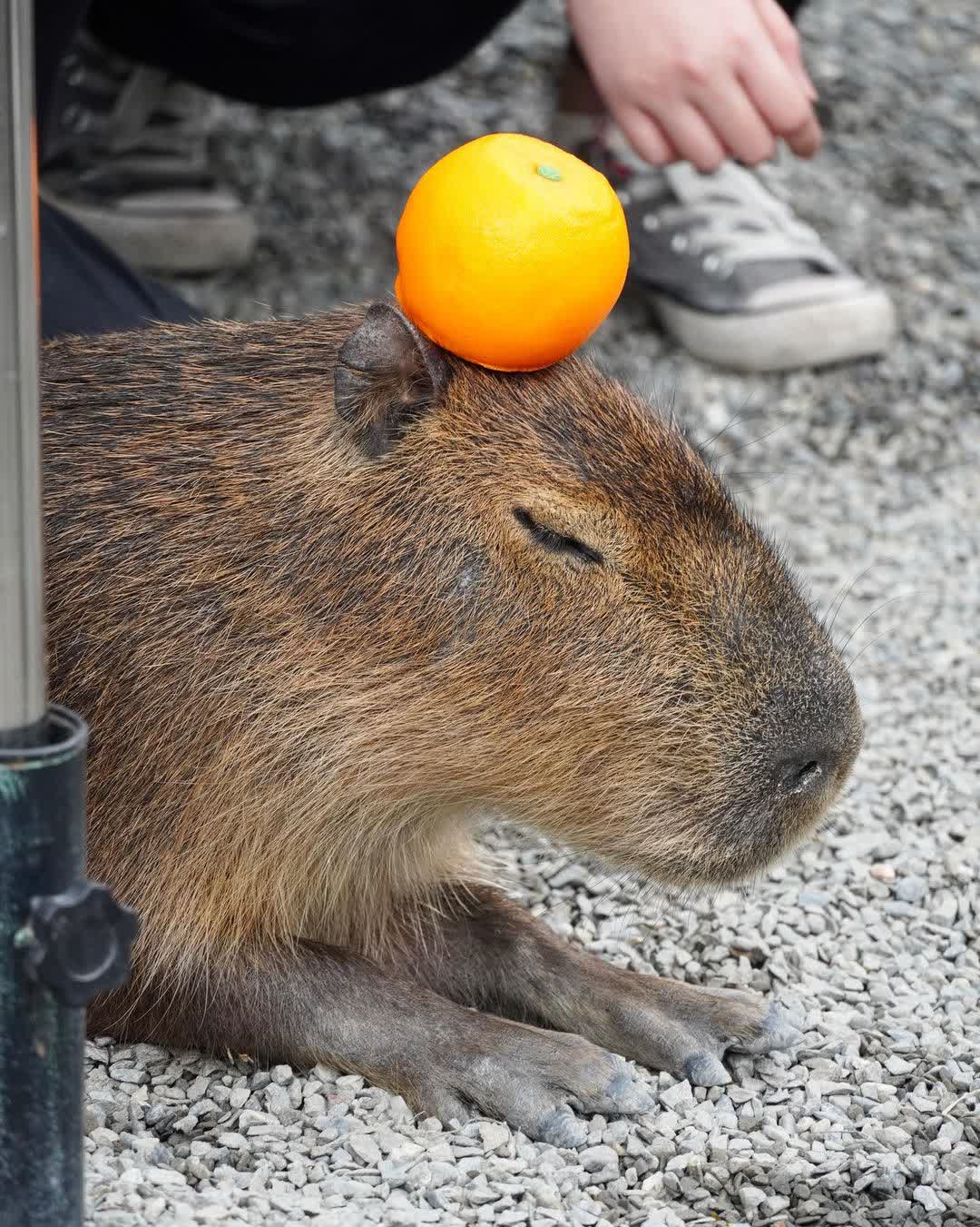 張美阿嬤農場（月森甯手作工坊） | 去趣 chicTrip