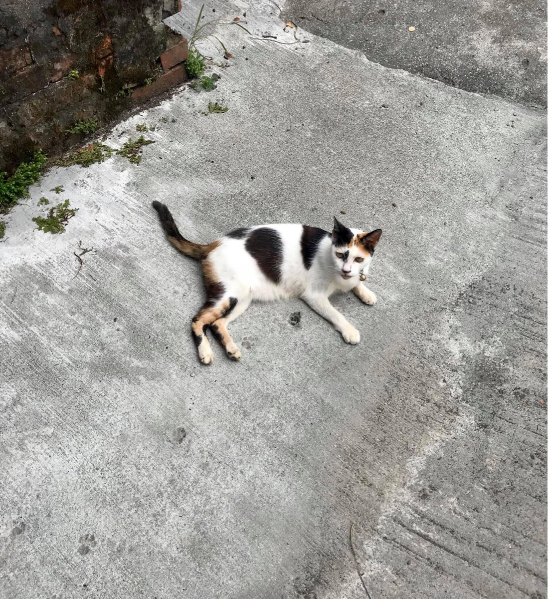 猴硐貓村 | 去趣 chicTrip