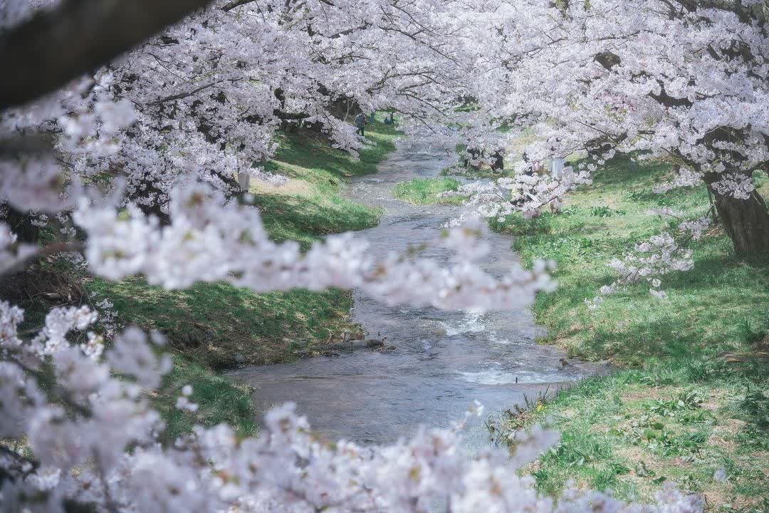 観音寺川の桜 | 去趣 chicTrip