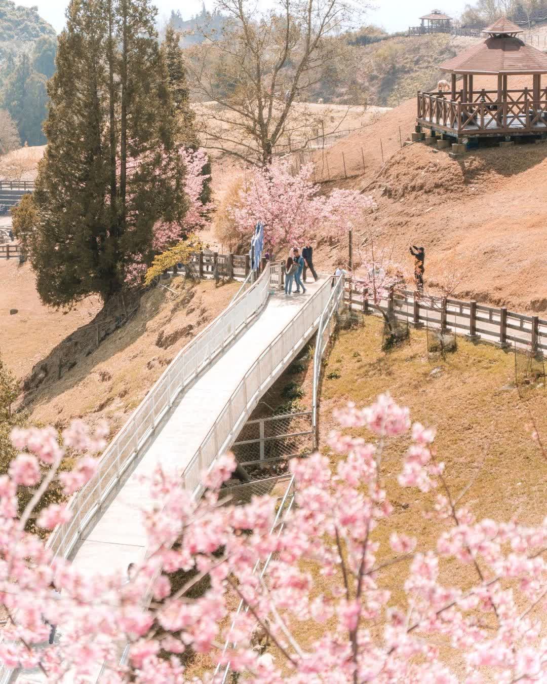 清境農場綿羊秀 | 去趣 chicTrip