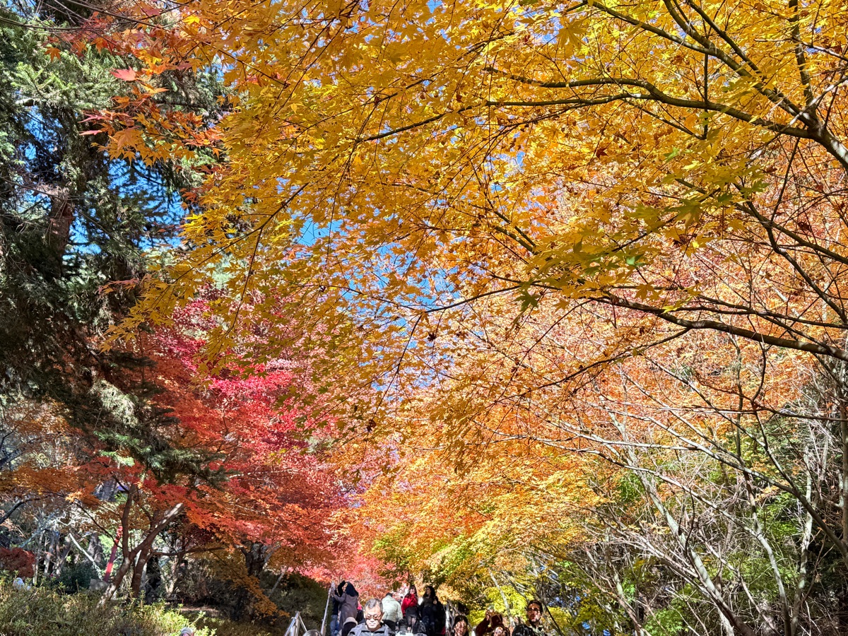 新倉富士淺間神社 | 去趣 chicTrip