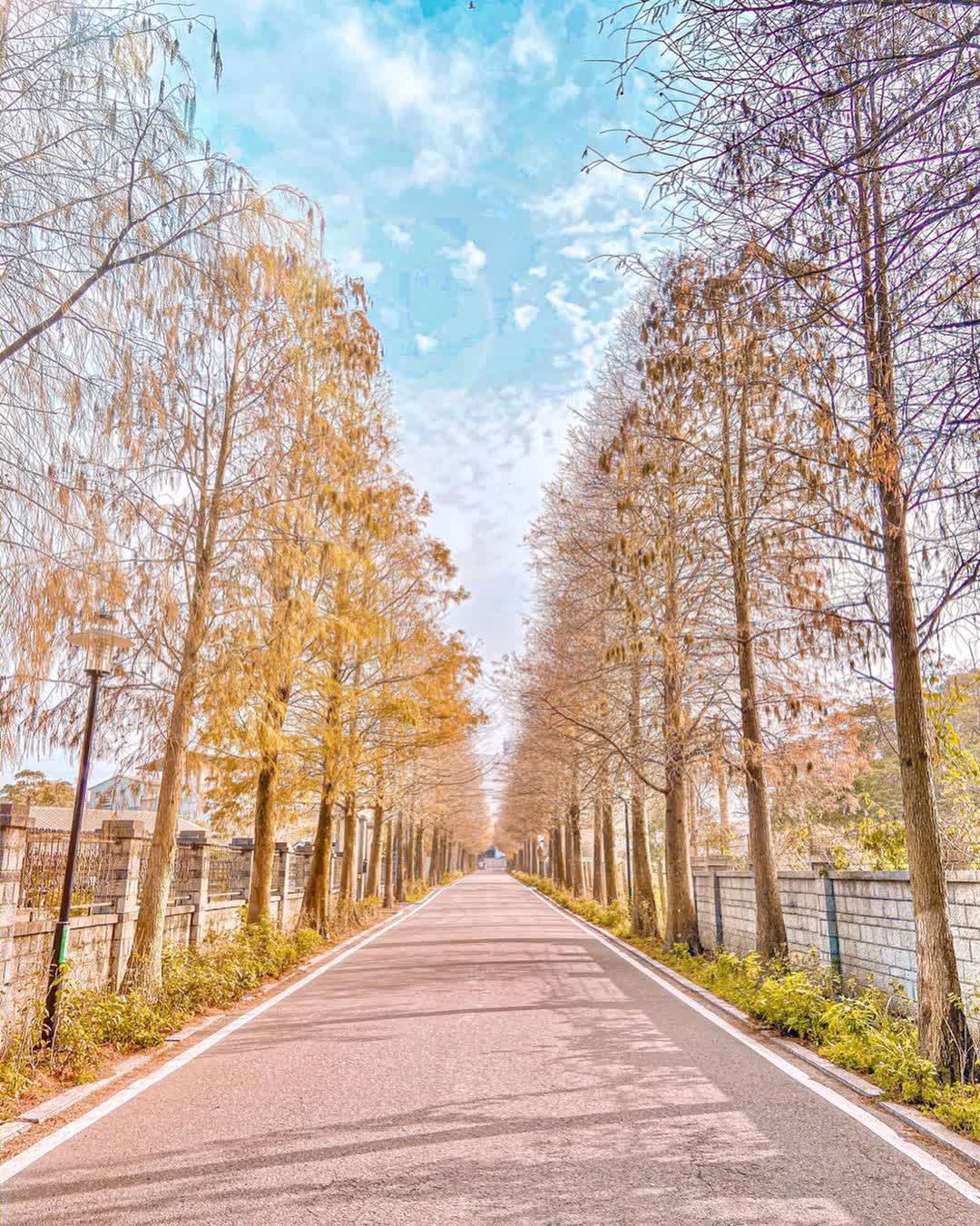 落羽松大道 | 去趣 chicTrip