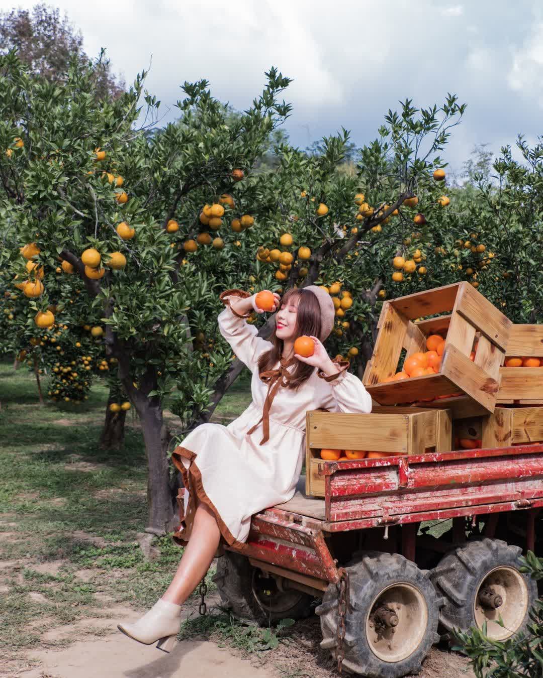 橙香森林 | 去趣 chicTrip