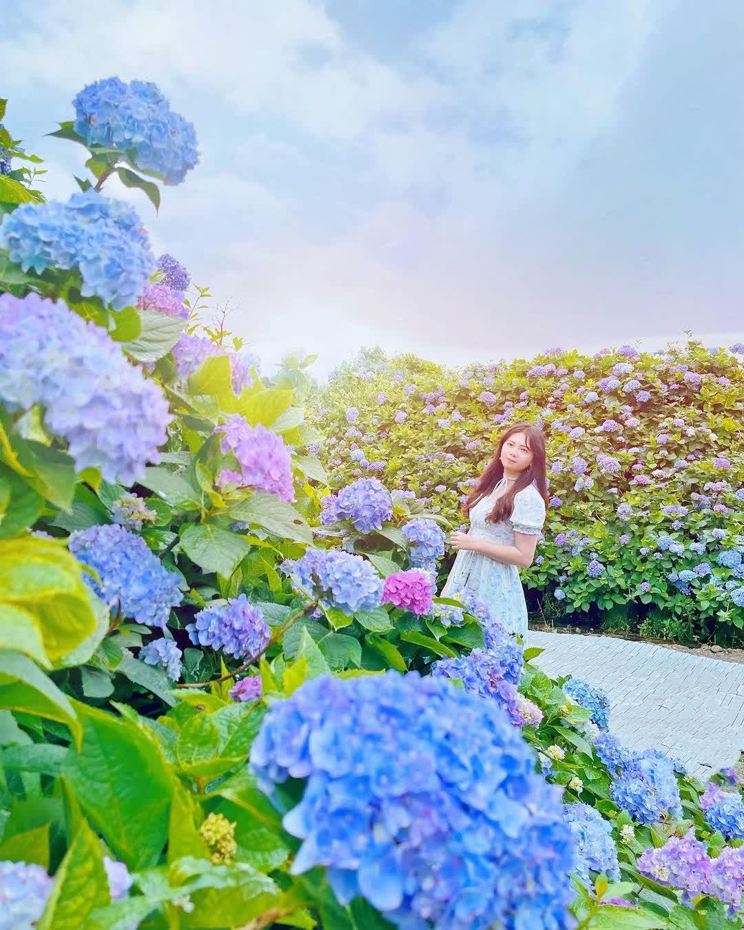 高家繡球花田-萬里第三園區2025年預計4月底開始至7月底