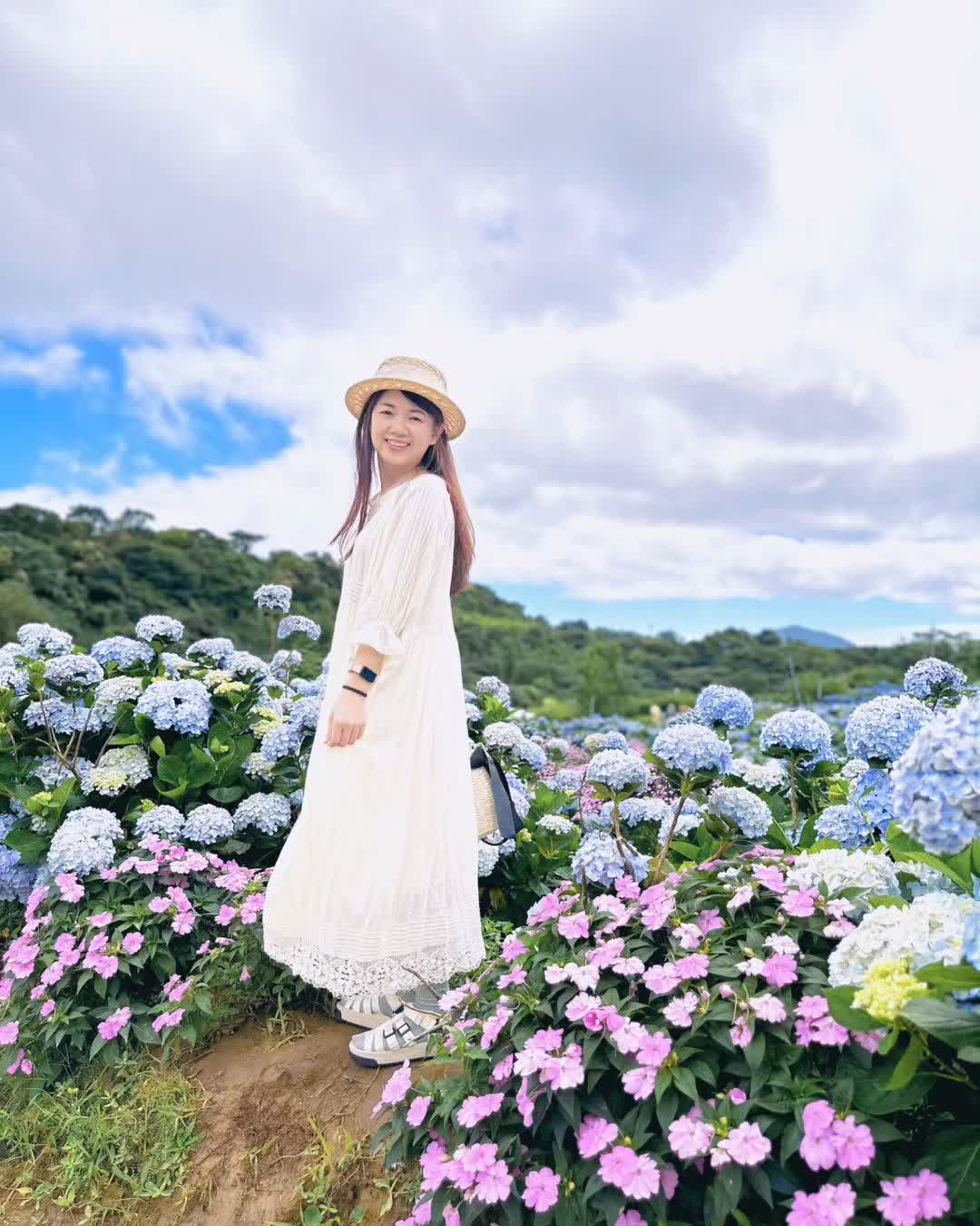 高家繡球花田-萬里第三園區2025年預計4月底開始至7月底 | 去趣 chicTrip