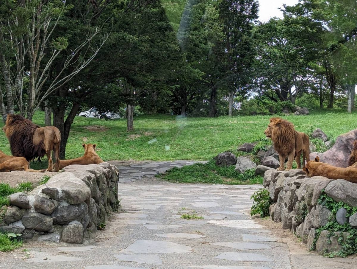 九州自然動物公園 | 去趣 chicTrip