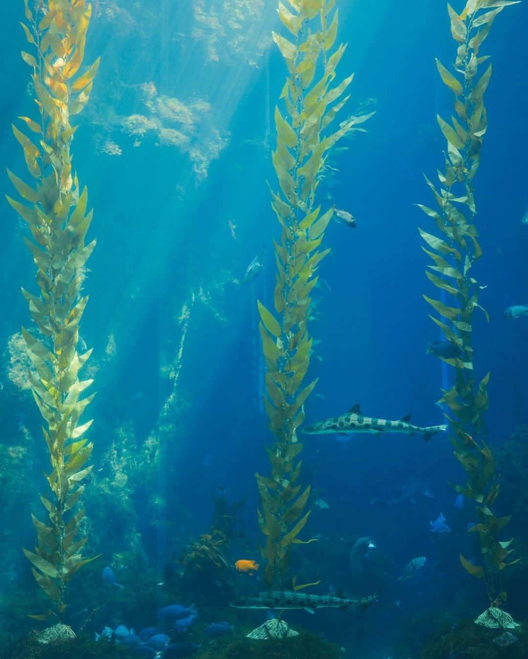 國立海洋生物博物館 | 去趣 chicTrip