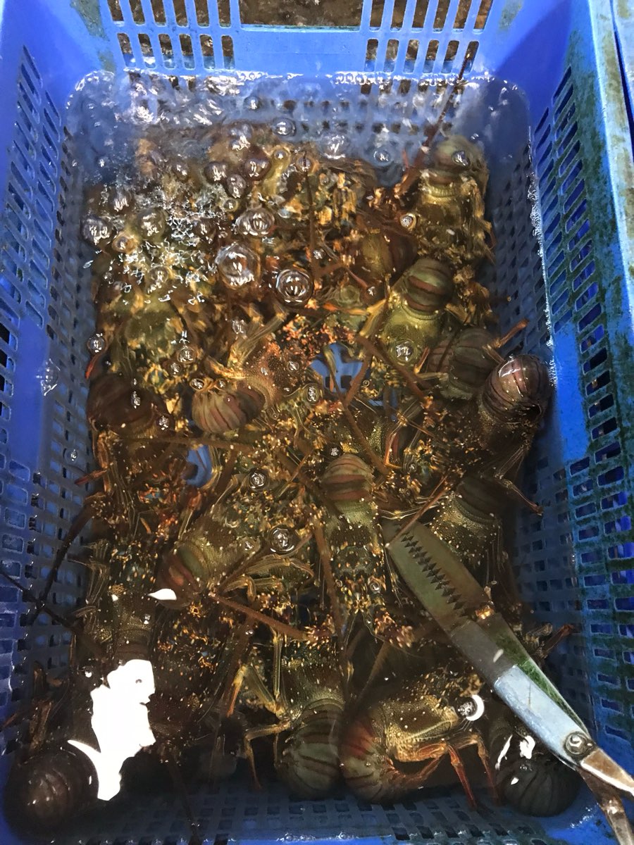 055龍蝦海鮮 | 去趣 chicTrip