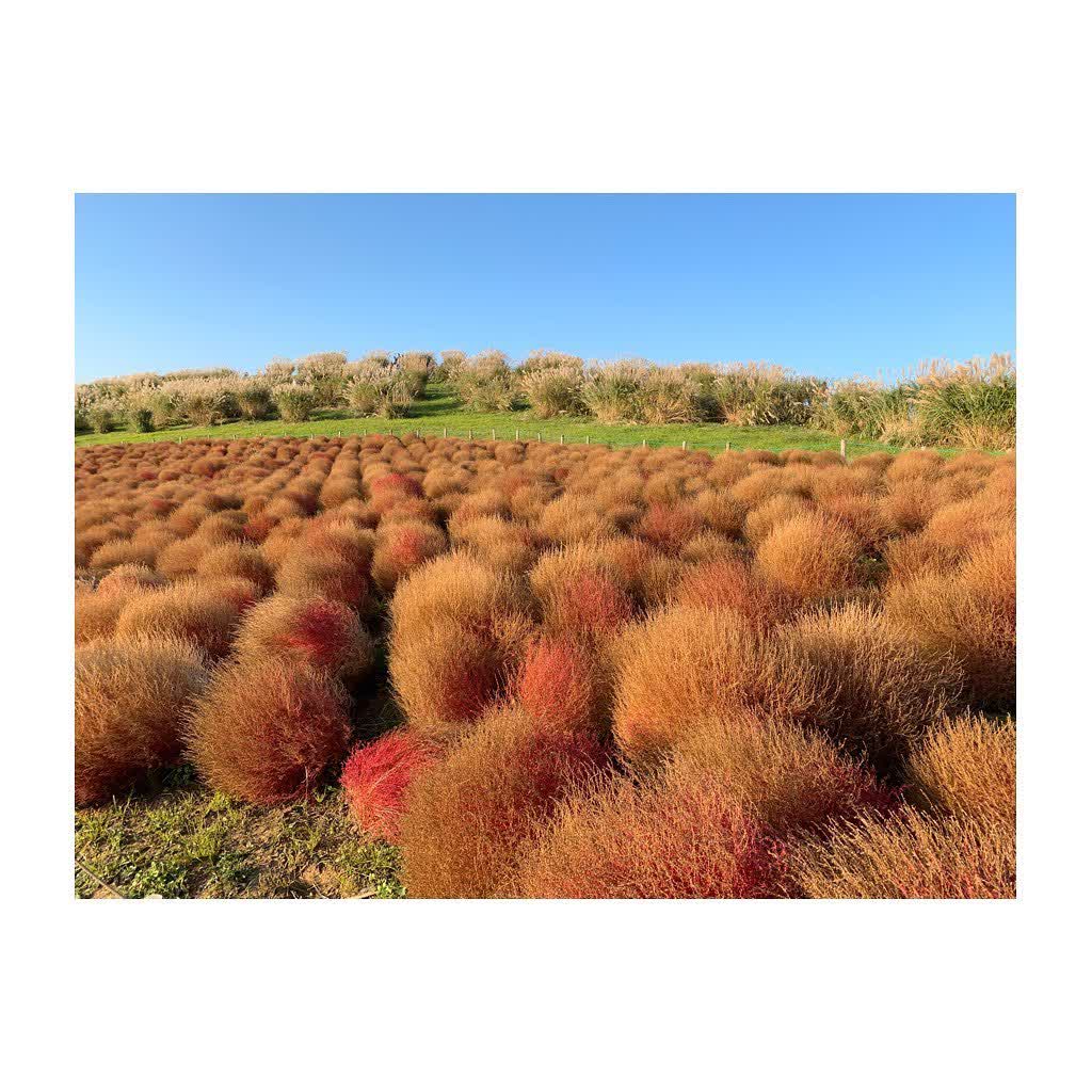 國營常陸海濱公園 | 去趣 chicTrip