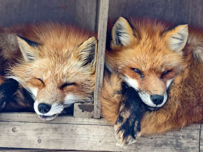 宮城藏王狐狸村 | 去趣 chicTrip