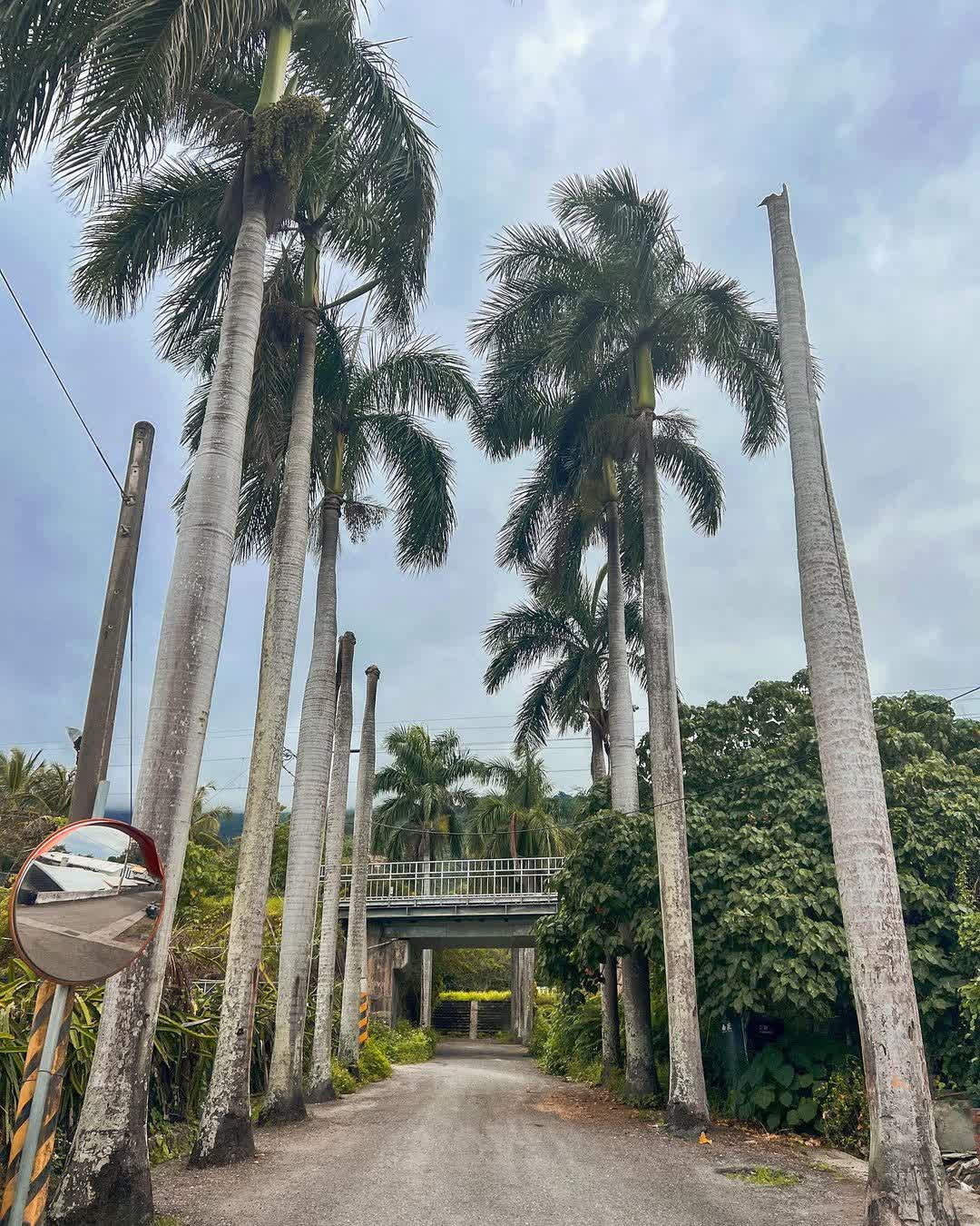 華源椰林大道 | 去趣 chicTrip