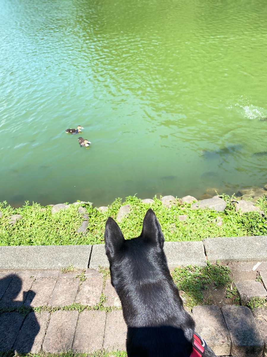 望龍埤花田村湖畔咖啡 | 去趣 chicTrip