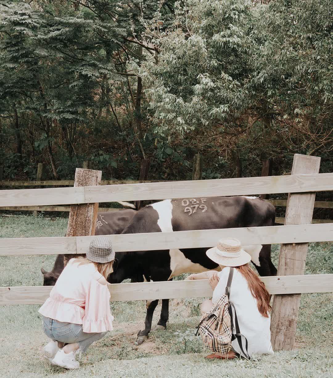 飛牛牧場 | 去趣 chicTrip