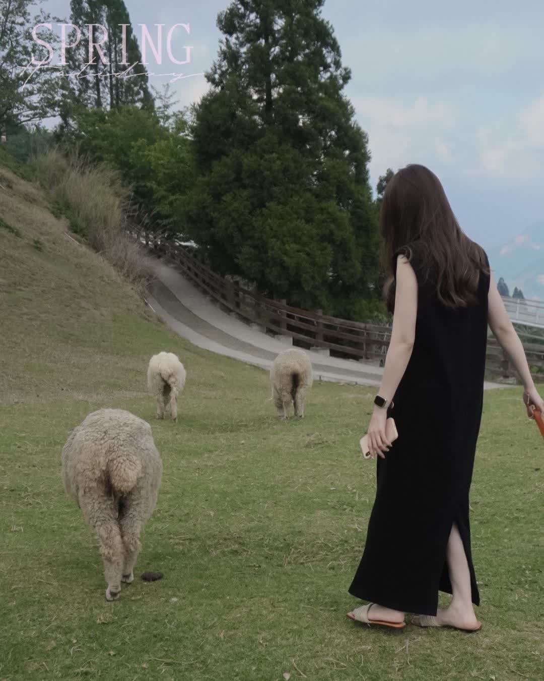 清境農場綿羊秀 | 去趣 chicTrip