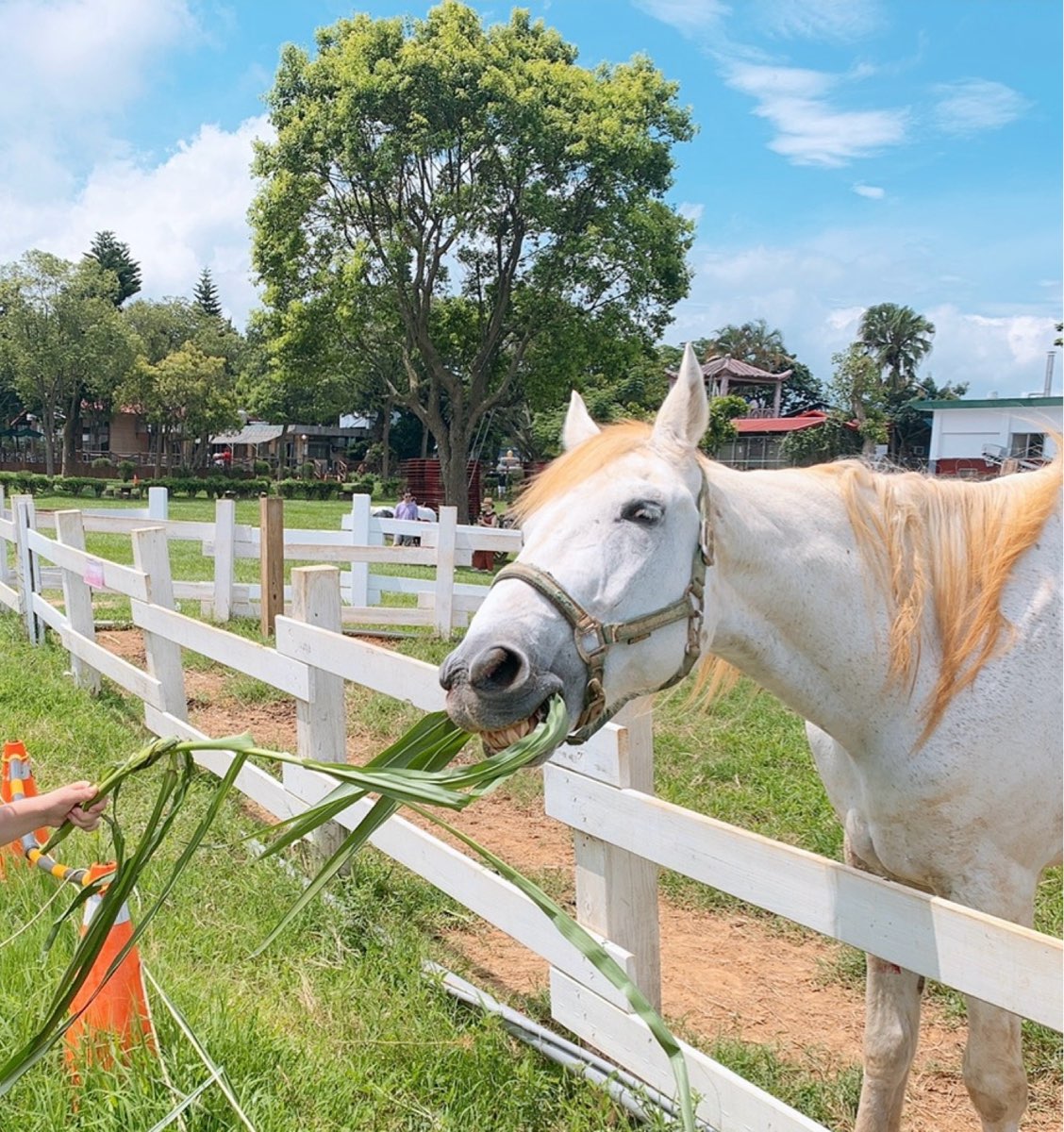 初鹿牧場 | 去趣 chicTrip