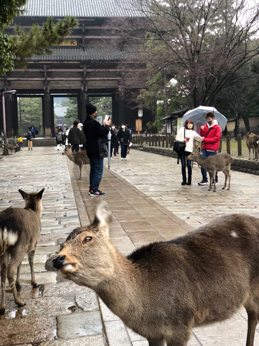 奈良公園 | 去趣 chicTrip
