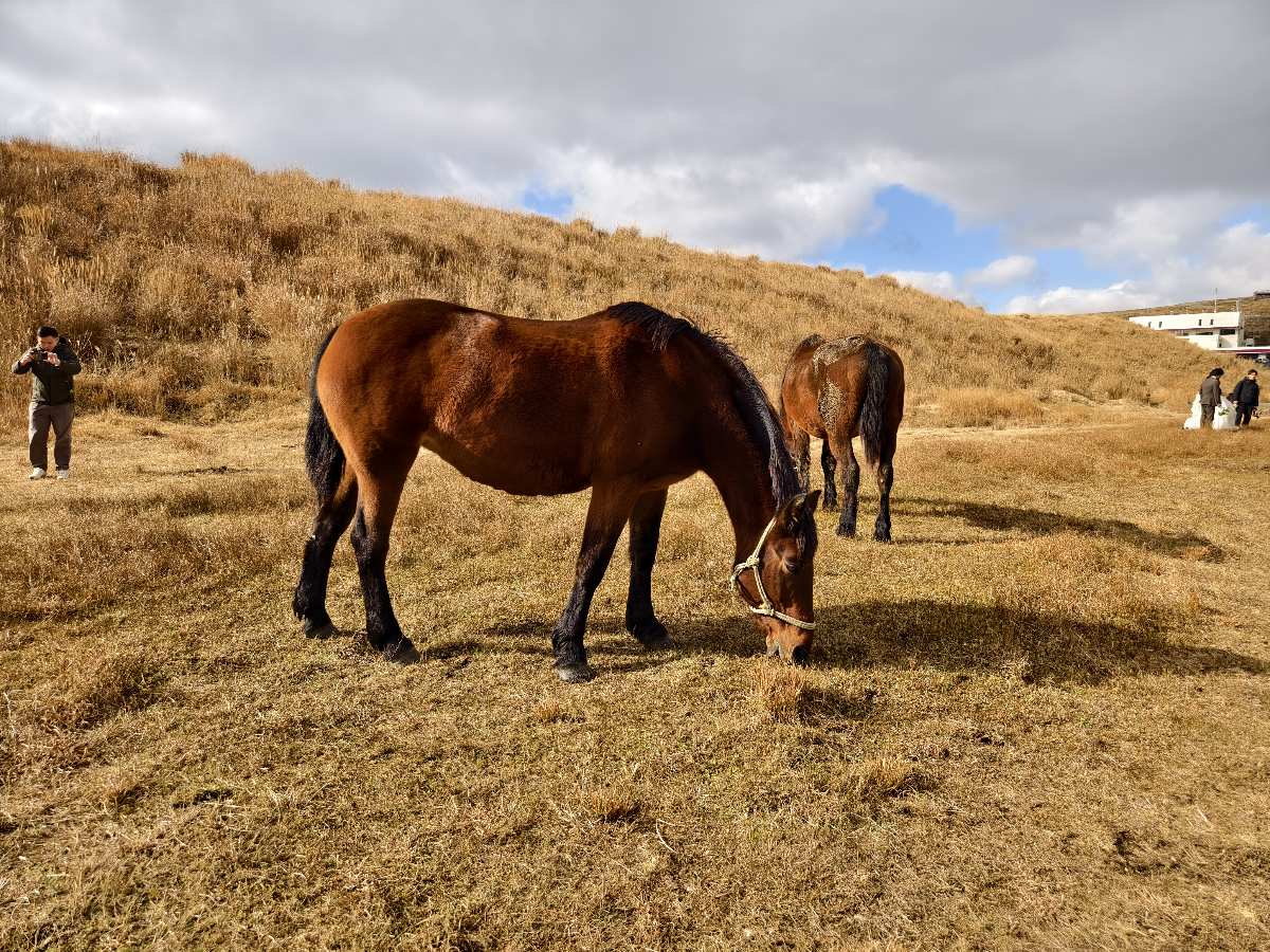草千里（草千里之濱） | 去趣 chicTrip