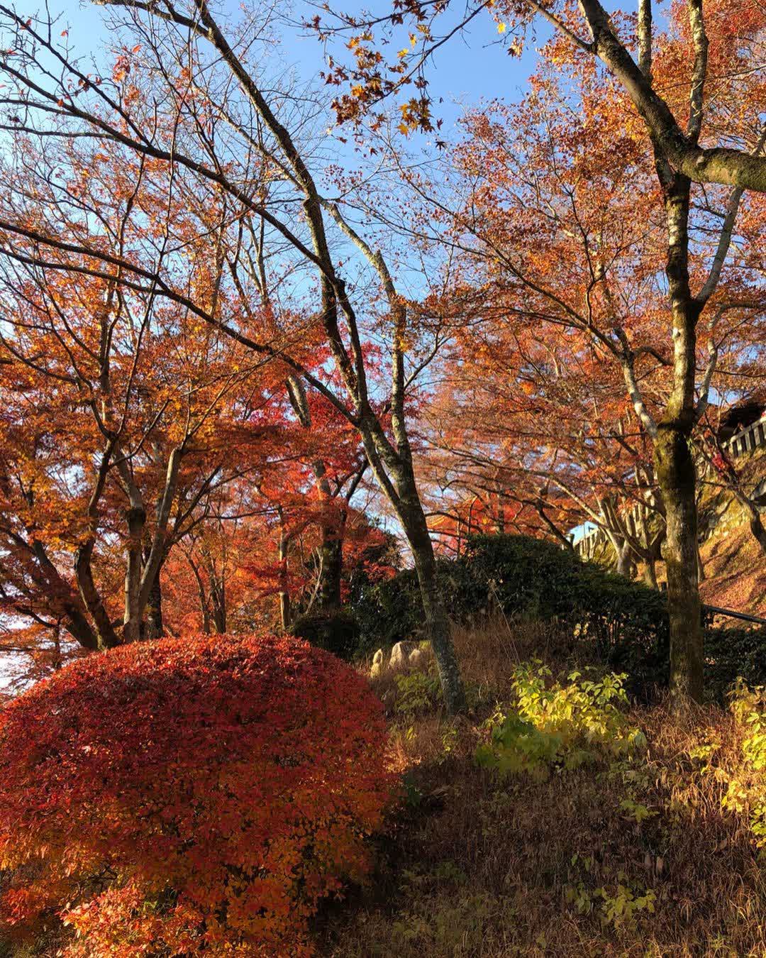 清水寺 | 去趣 chicTrip
