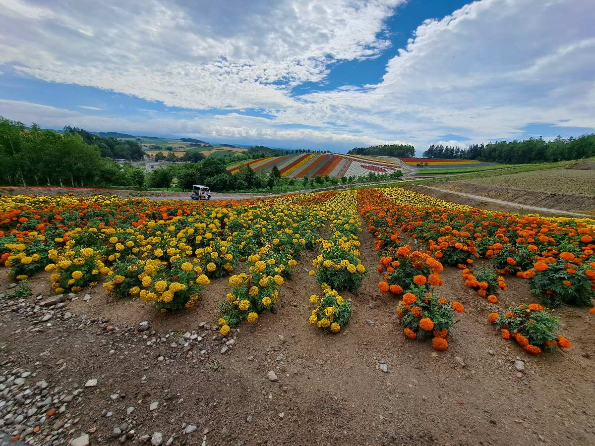 四季彩之丘 | 去趣 chicTrip