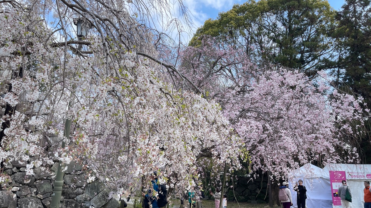 舞鶴公園 | 去趣 chicTrip