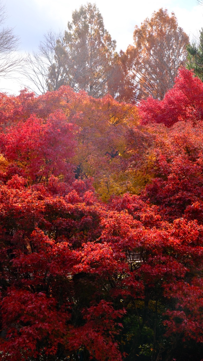 東福寺 | 去趣 chicTrip