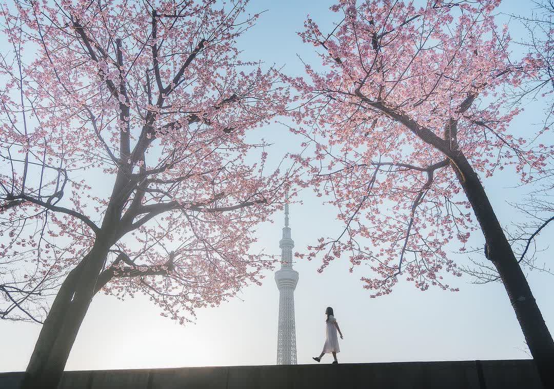 隅田公園 (淺草側) | 去趣 chicTrip