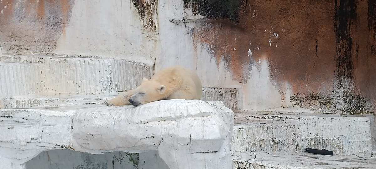 大阪市天王寺動物園 | 去趣 chicTrip