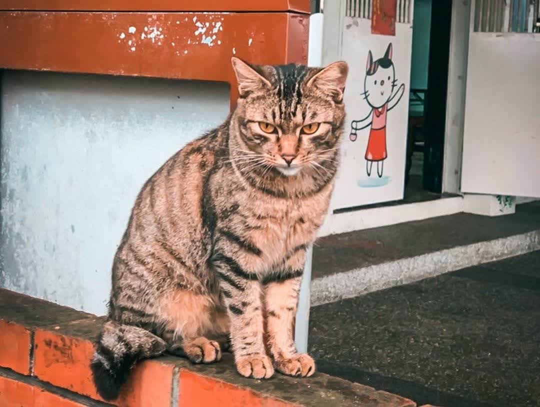 猴硐貓村 | 去趣 chicTrip