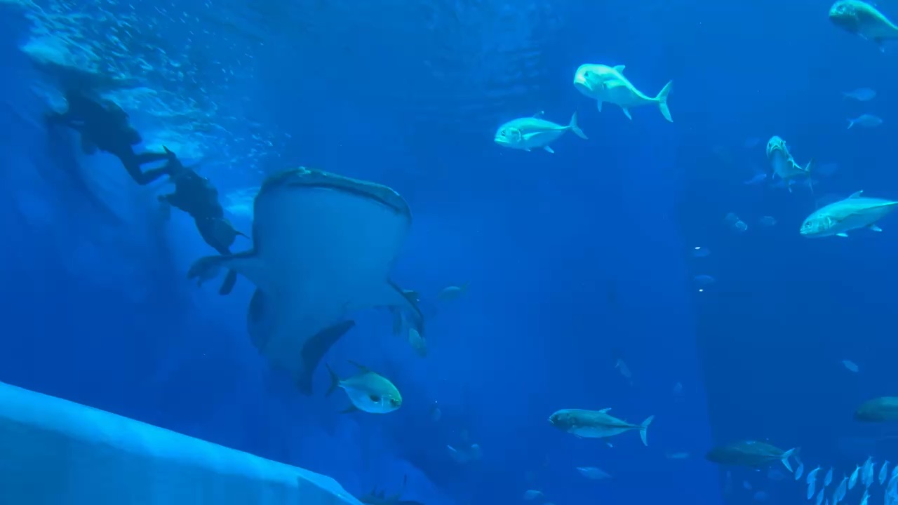 沖繩美麗海水族館 | 去趣 chicTrip