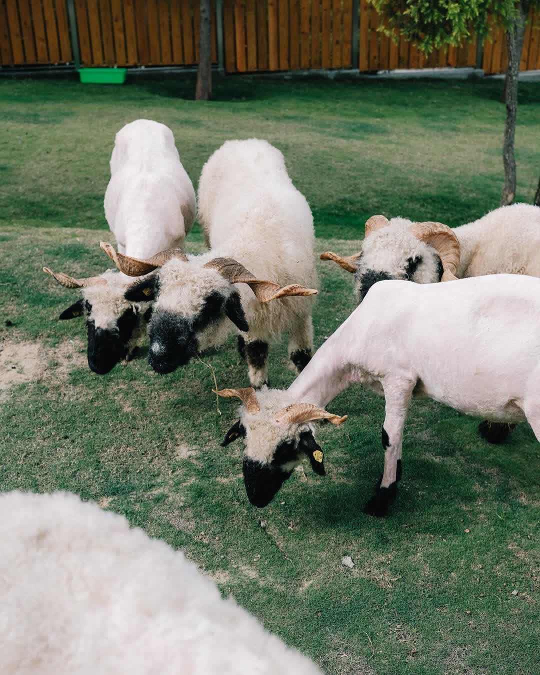九九峰動物樂園 | 去趣 chicTrip