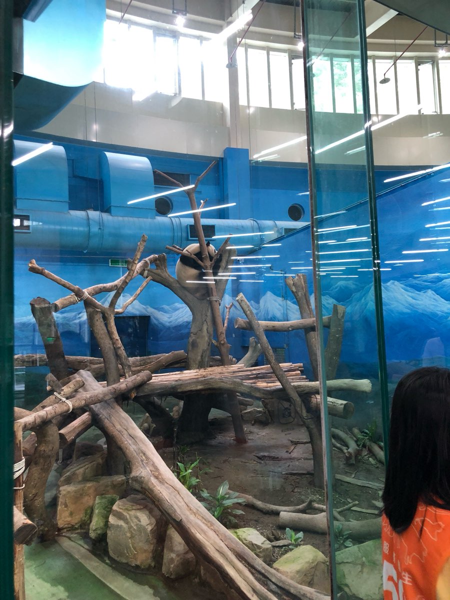 臺北市立動物園大貓熊館 | 去趣 chicTrip