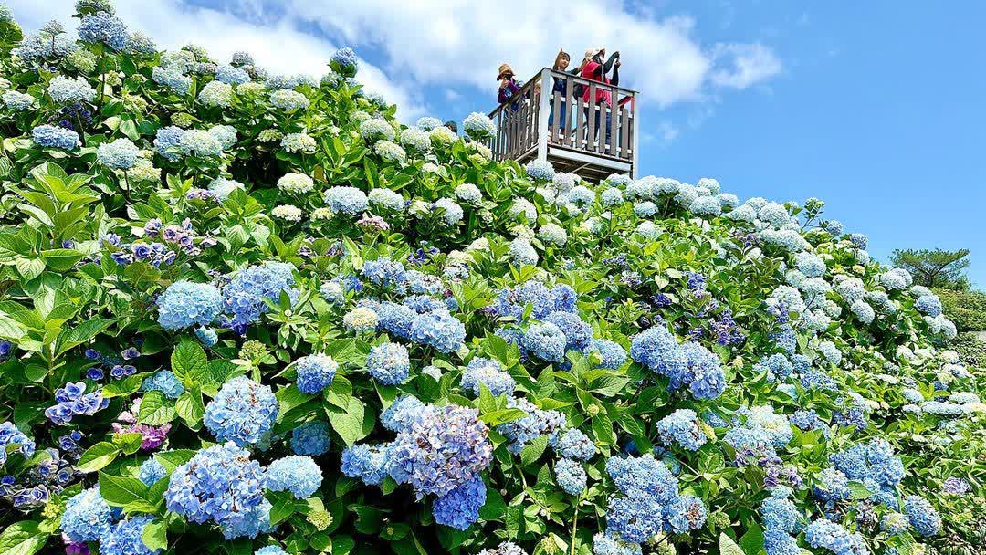 高家繡球花田-萬里第三園區2025年預計4月底開始至7月底 | 去趣 chicTrip