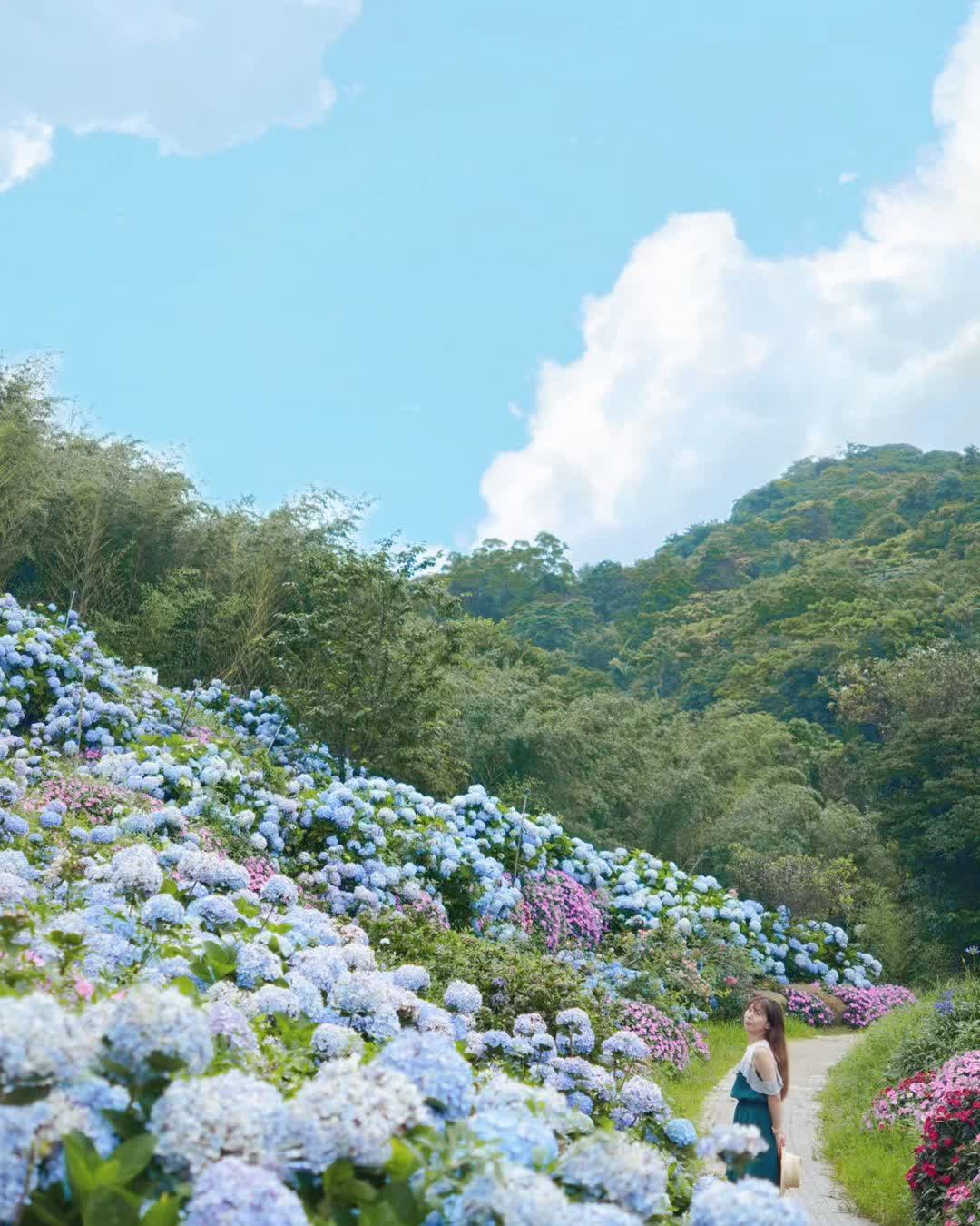 高家繡球花田-萬里第三園區2025年預計4月底開始至7月底 | 去趣 chicTrip