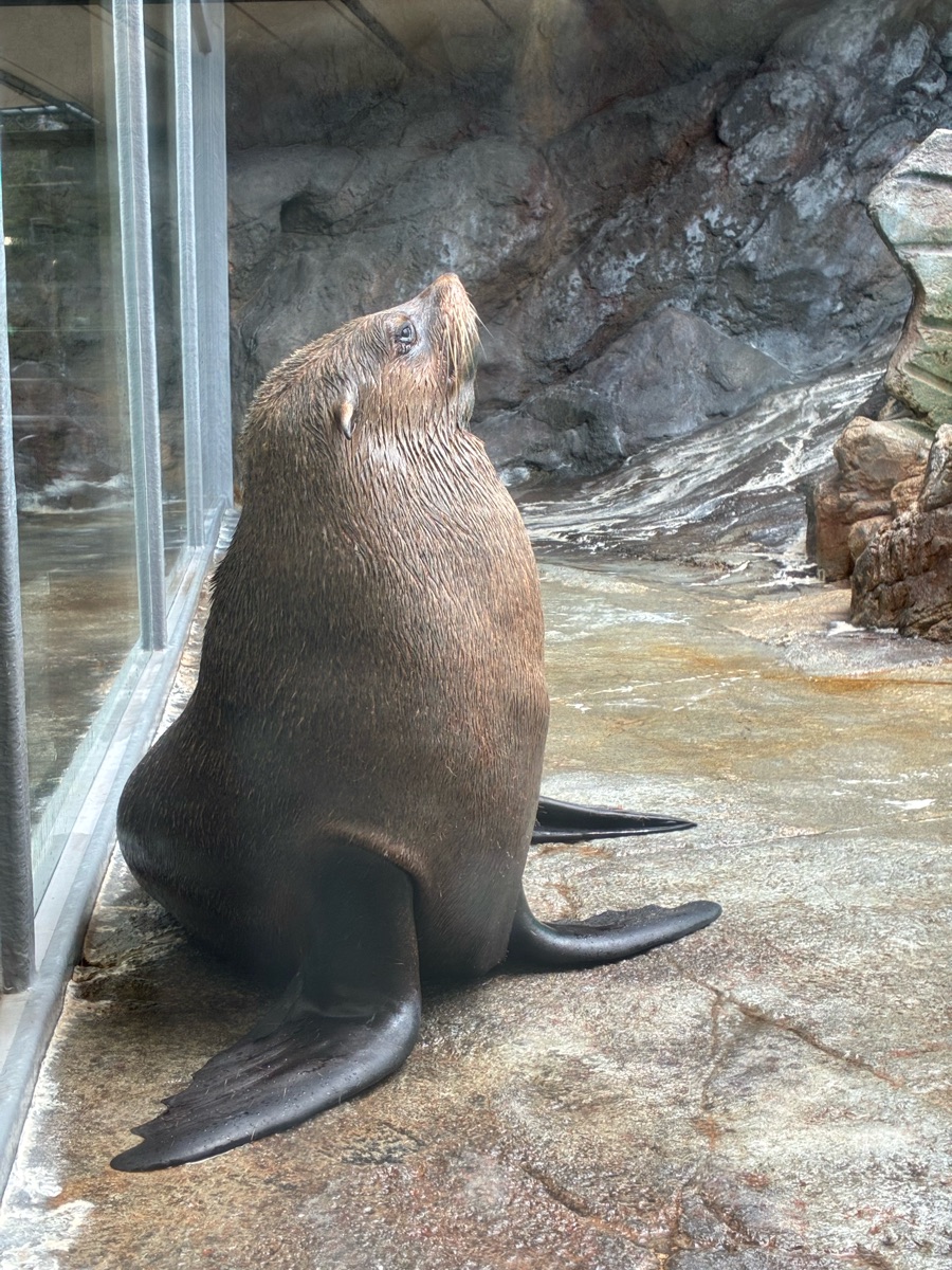 鳥羽水族館 | 去趣 chicTrip