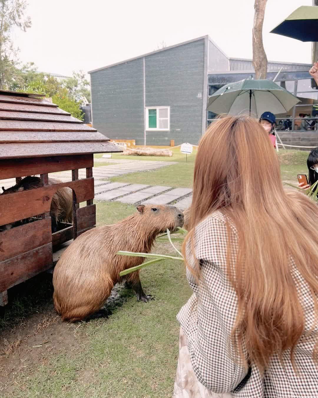 鹿境梅花鹿生態園區丨門票消費最高折抵140丨梅花鹿、水豚互動餵食丨室內親子DIY區丨親子遊戲區丨甜鹹輕食霜淇淋供應丨超可愛獨家紀念品丨奶茶、咖啡好喝 | 去趣 chicTrip