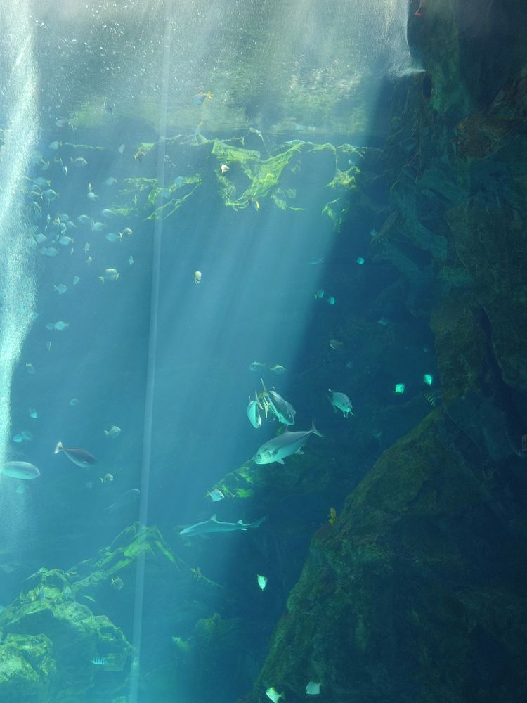 Xpark 水族館 | 去趣 chicTrip