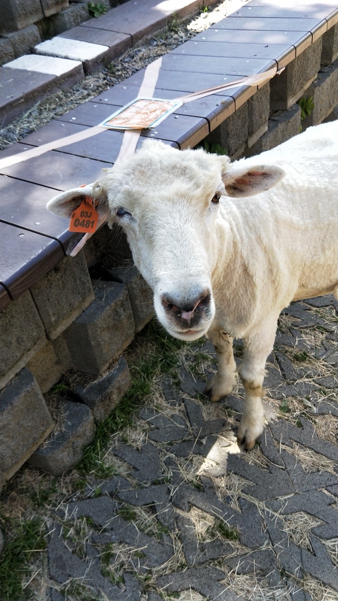 清境農場綿羊秀 | 去趣 chicTrip