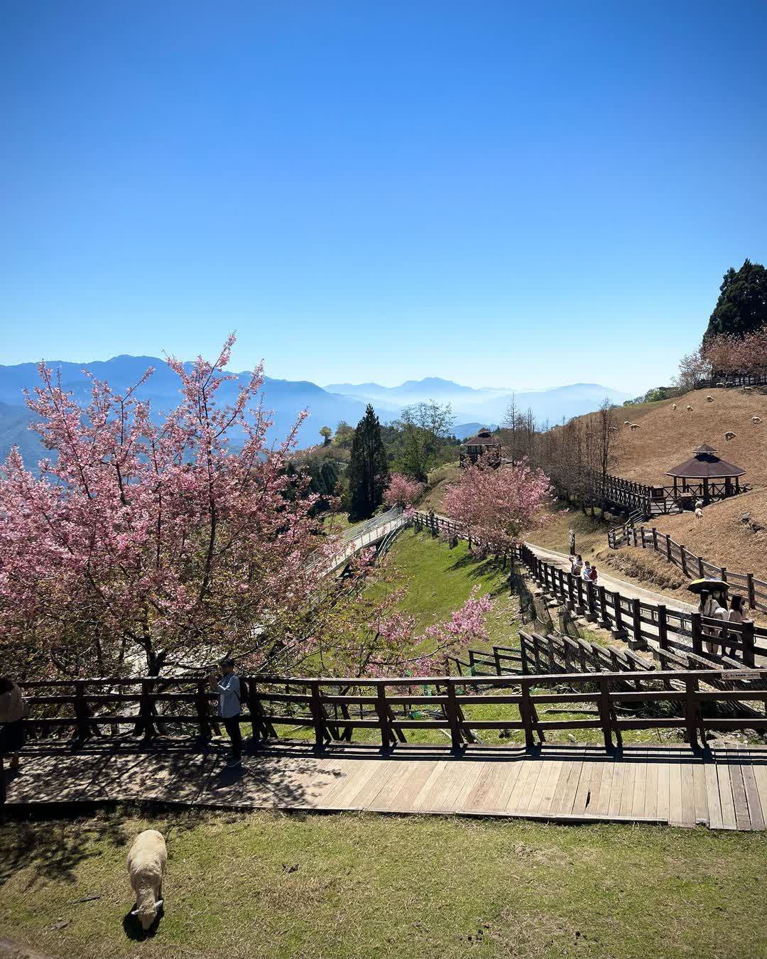 清境農場青青草原 | 去趣 chicTrip