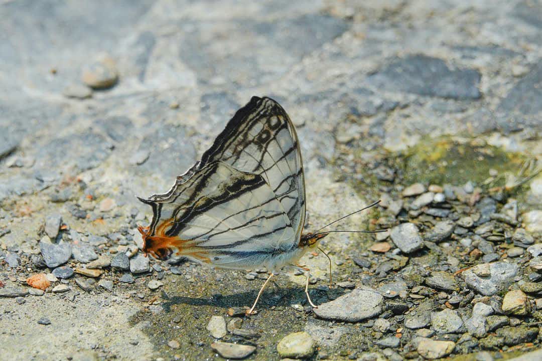 彩蝶瀑布 | 去趣 chicTrip