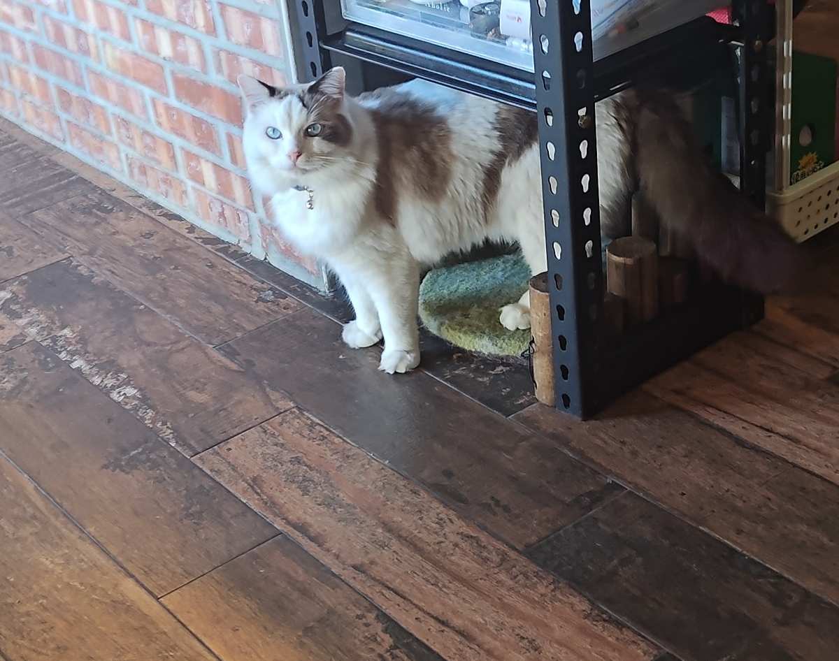 海島咖啡館｜貓咪咖啡館｜寵物友善 | 去趣 chicTrip