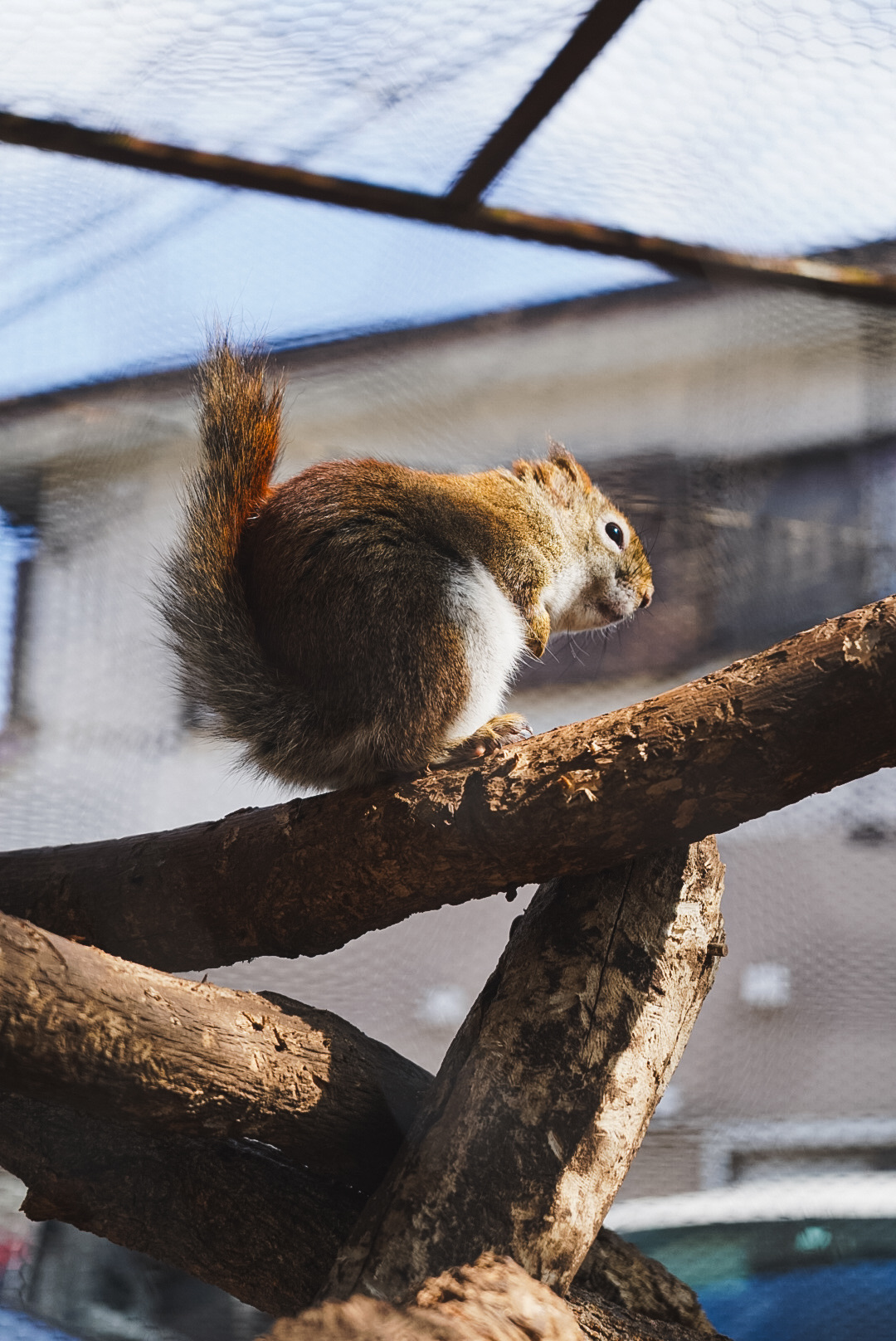 湯布院花卉村 | 去趣 chicTrip