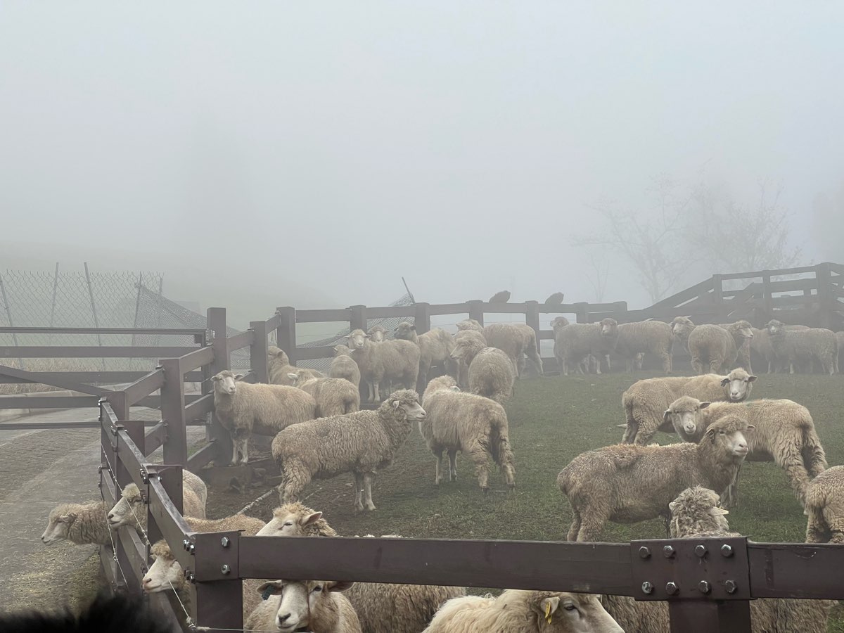 清境農場觀山牧區 | 去趣 chicTrip