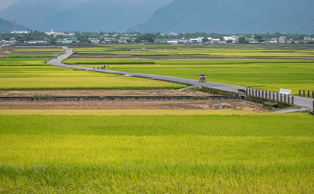 臺東池上錦新三號道路 伯朗大道 | 去趣 chicTrip