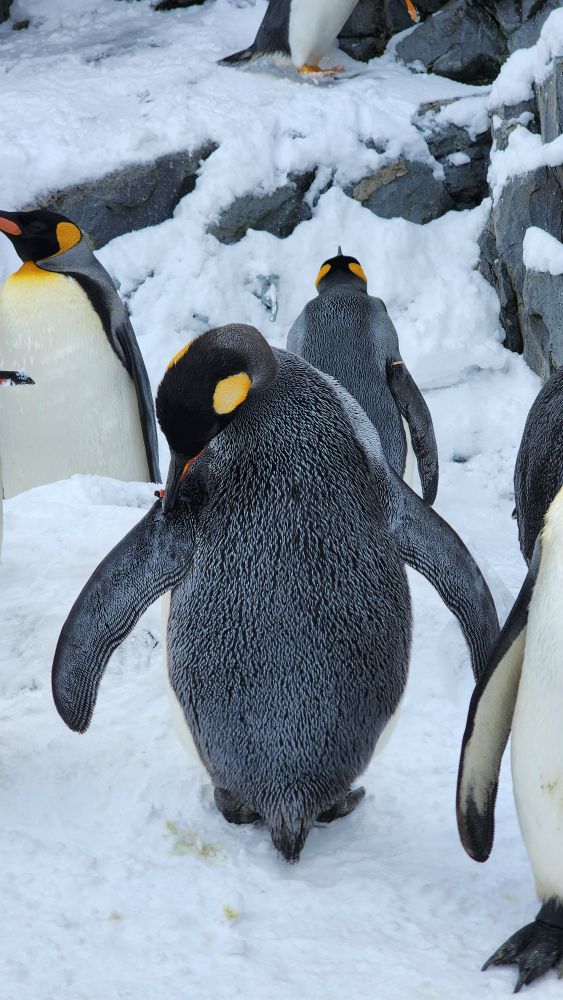 旭山動物園 | 去趣 chicTrip