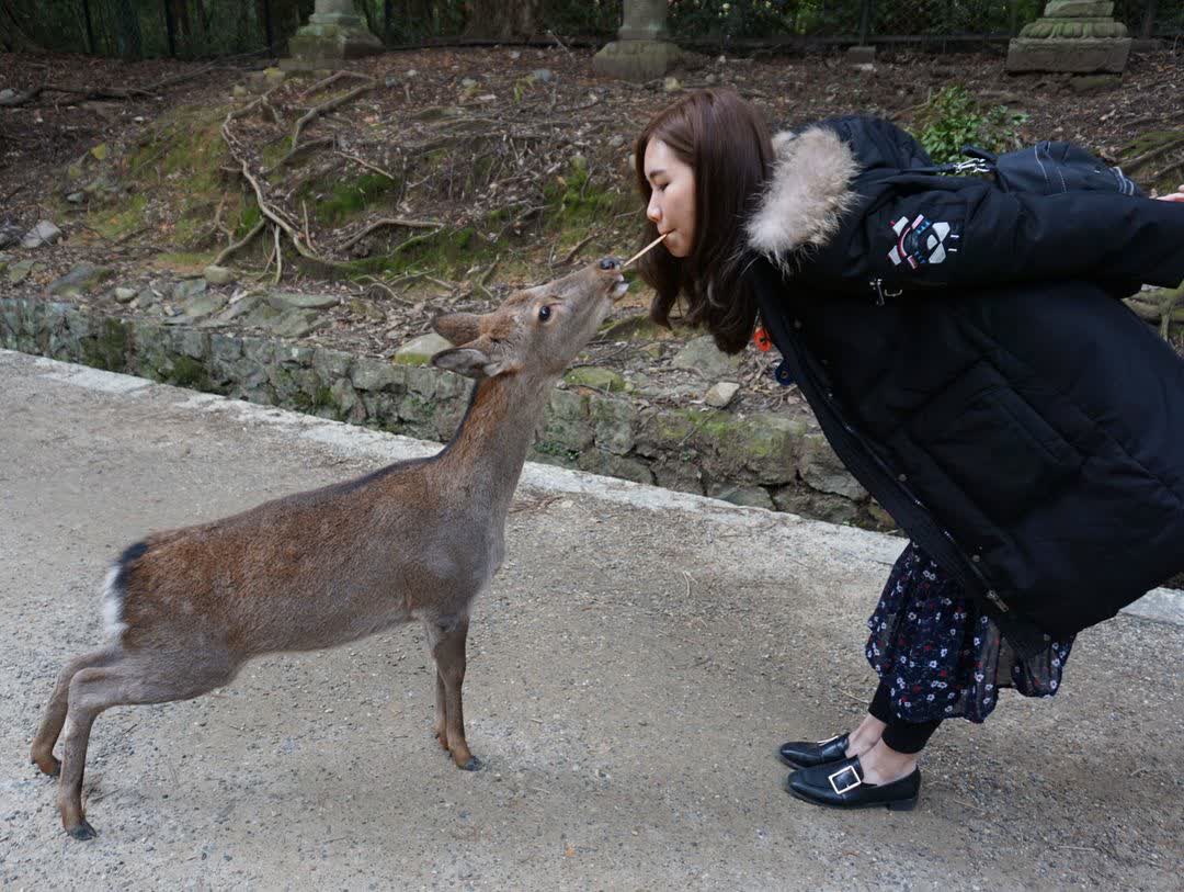 奈良公園 | 去趣 chicTrip