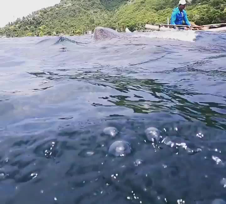 歐斯陸鯨鯊村 | 去趣 chicTrip