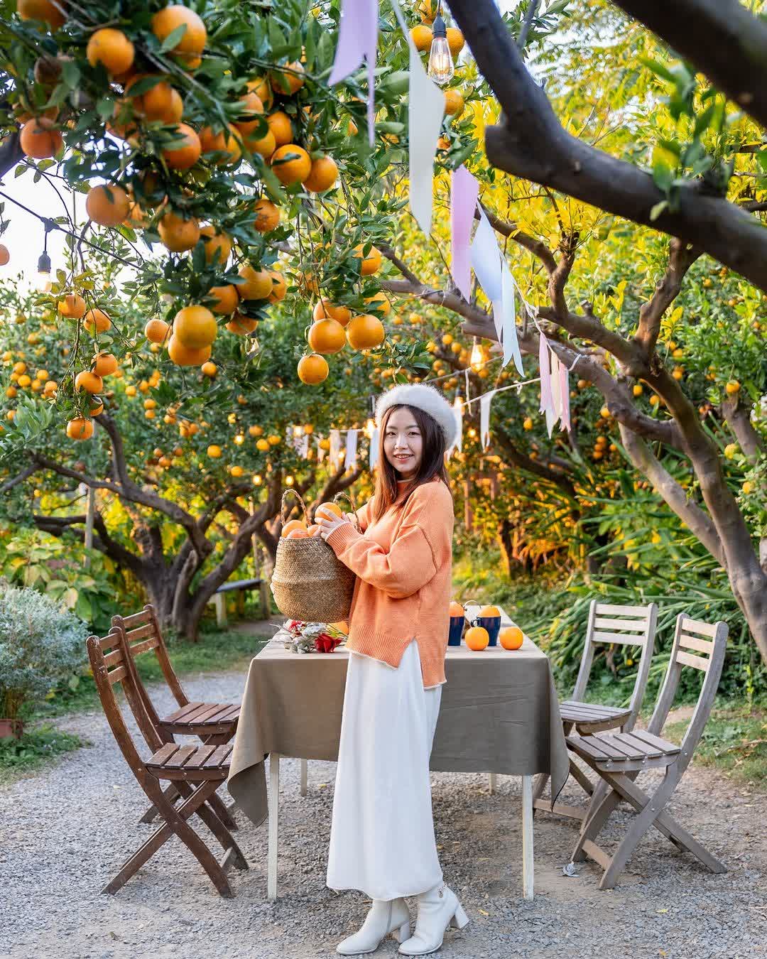 橙香森林 | 去趣 chicTrip