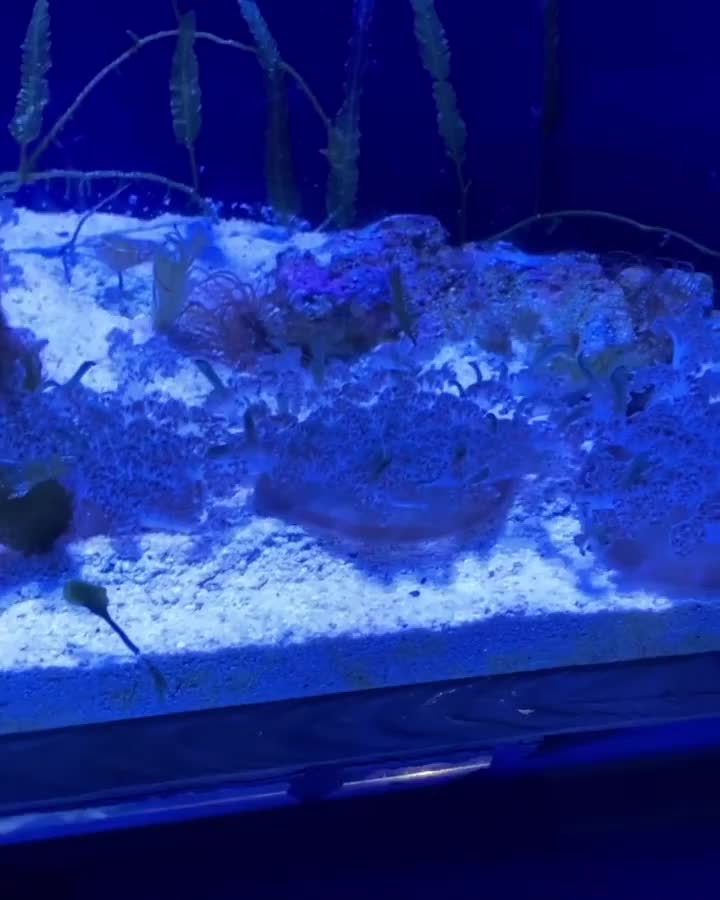 沖繩美麗海水族館 | 去趣 chicTrip