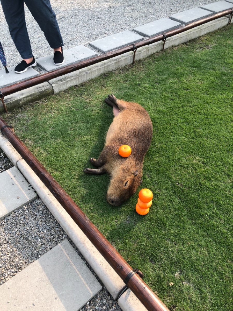 張美阿嬤農場（月森甯手作工坊） | 去趣 chicTrip